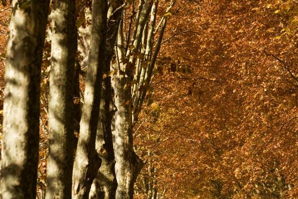 最专一宠老婆的三大生肖，婚姻中表现出色!