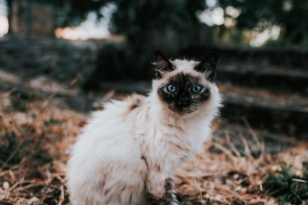 属龙2023年5月运势解析，面临抉择易心态迷茫