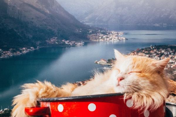 1976属龙旺财手机尾号，76年属龙人旺财手机号怎么选