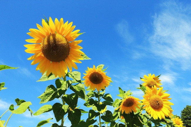 夫妻相克表太准了，十二生肖最佳婚姻配对表