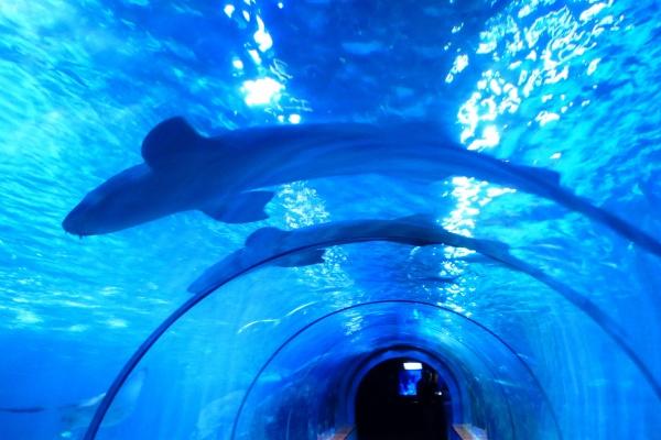 80年属猴手机号码吉利数字 多少最好