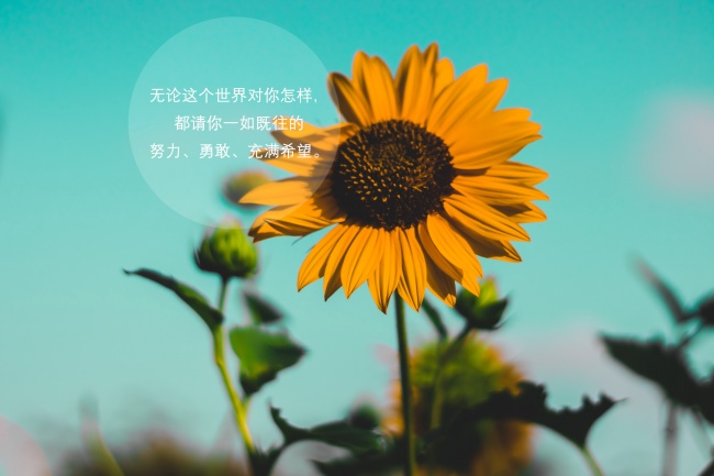 2024年走大运的属相 绝对的幸运儿属猪人