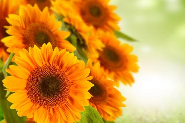 属兔的都有哪些年出生的 属兔的年份