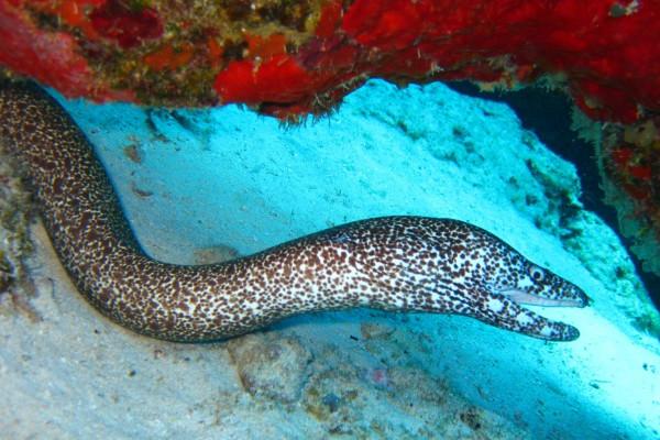 属蛇的人为什么喜欢属虎 性格魅力热情活力