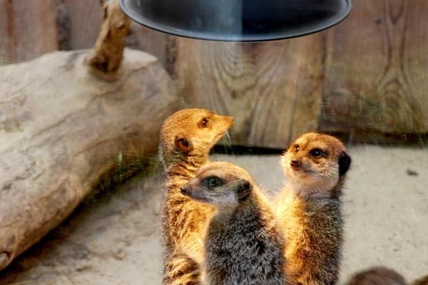 属龙和属马合不合结婚好不好 需要注意什么