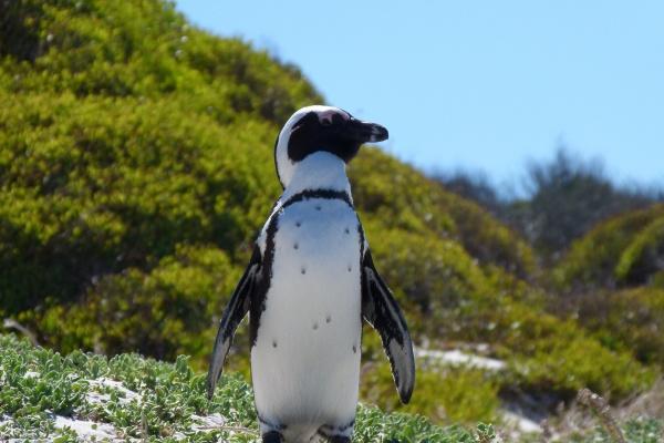 龙和马的属相合不合 龙和马的配对情况