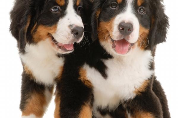 这几大生肖女2024年可能会离婚2024 龙女猪女蛇女要当心