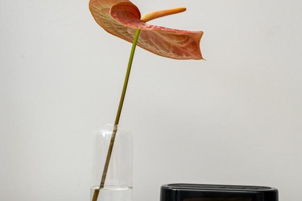 蛇和虎婚配会死一个吗 谣言不可信