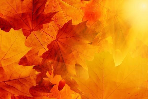 子女运特别好的生肖 生育运势大好的属相