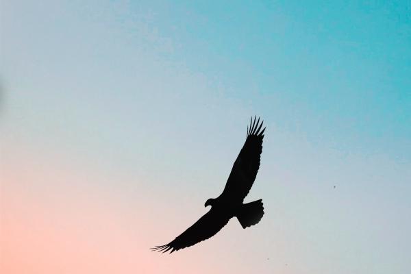 鸡和狗为什么是上婚 生肖合拍协助互补