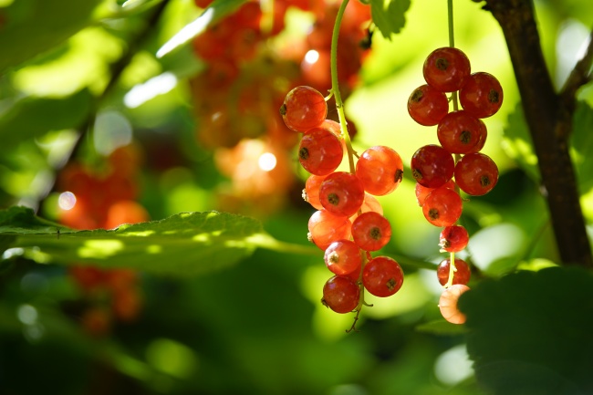 【爆料】2024年哪个生肖最有钱?