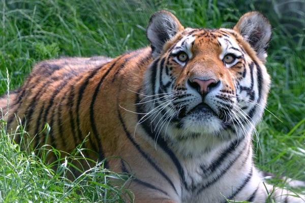 为什么属蛇的要远离属虎的 相克关系差异很大