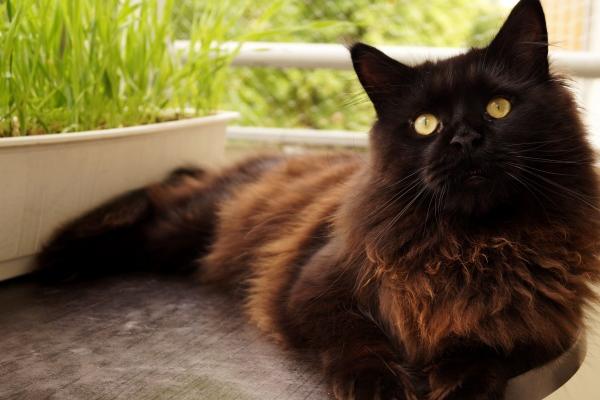 蛇女狗为何说是绝配 基础相性互补性格