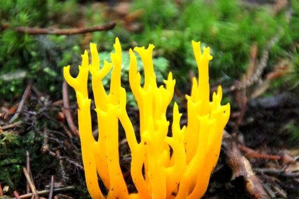 2023年5月25日生肖相冲查询 今日相冲生肖查询