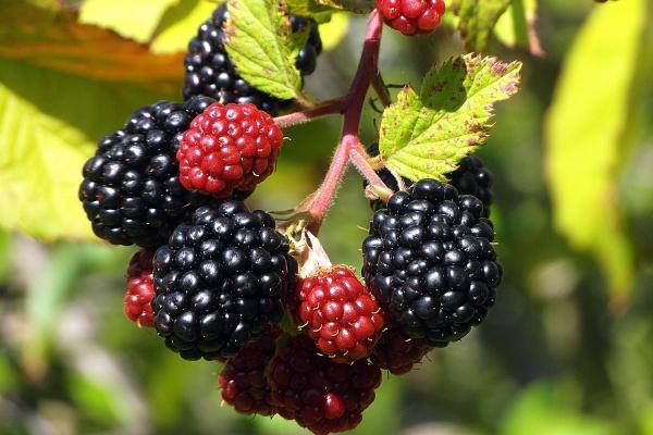 1984年属鼠今年适合创业吗,84年属鼠人今年适合做什么生意