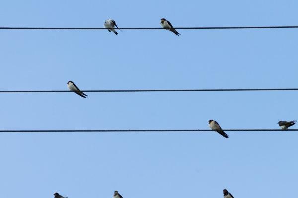 6月头脑灵活,赚钱效率高的3个生肖,富裕能实现,日日有欣喜!