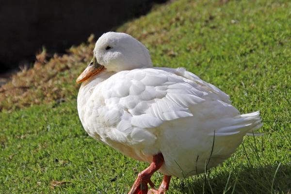 1977年2023年属蛇要出大事，77年蛇今年会发生什么大事