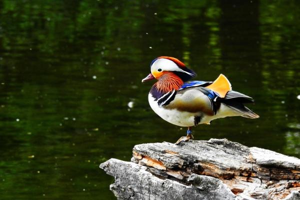 12月正财运最好的生肖2023年 这些人要发大财了