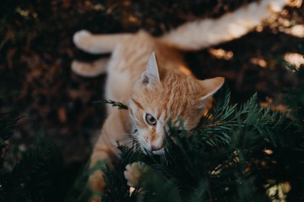 女属虎婚配表 姻缘配对指数最佳生肖