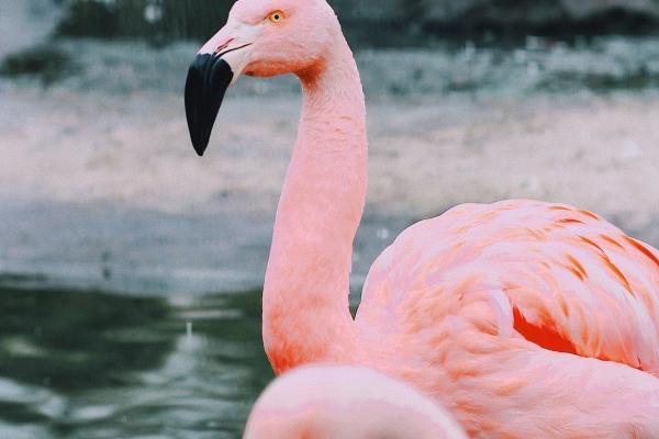 两个属鸡的结婚好不好 夫妻相害也可以很幸福