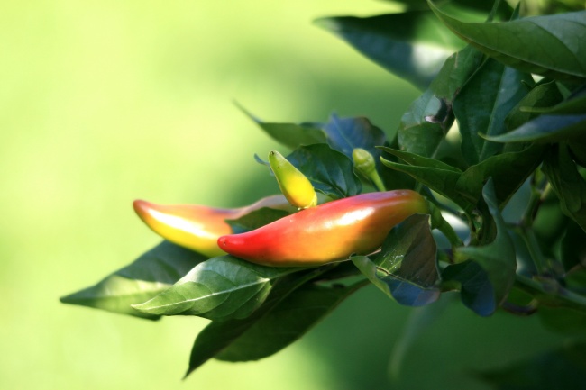 6月心平气和,风平浪静的3个生肖,贵人总在左右,日子不穷不难!