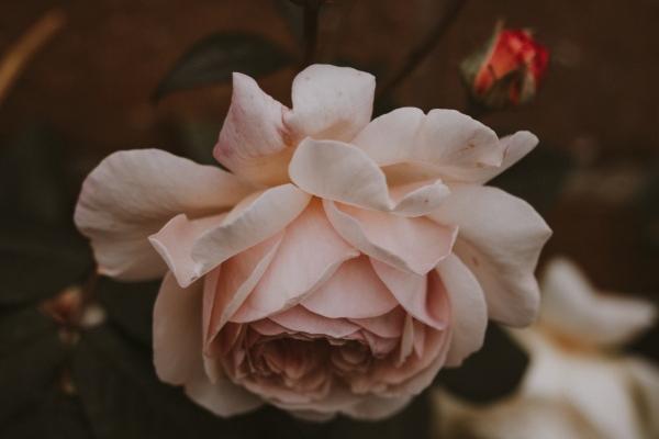 2023年5月22日生肖相冲查询 今日相冲生肖查询