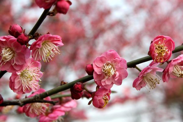 属蛇人的车牌幸运号码 选车牌号什么最佳