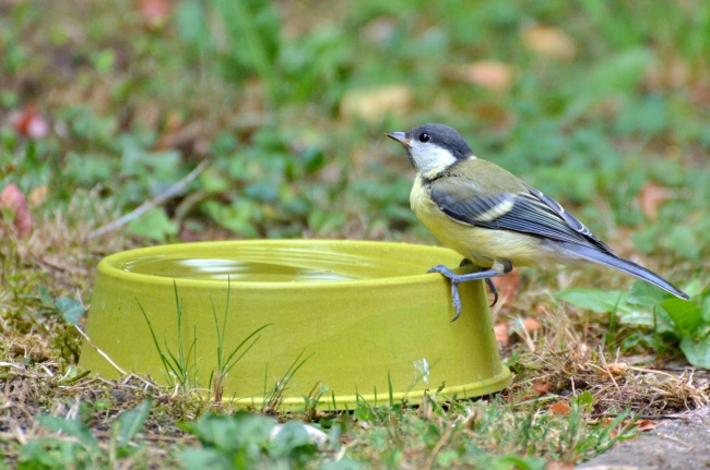 93年男鸡配93年女鸡吗 适合做夫妻吗