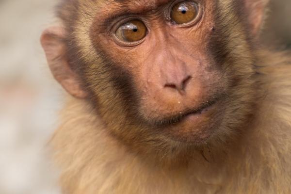 越脆弱越爱逞强的三大生肖,承认不足才能更好发展!