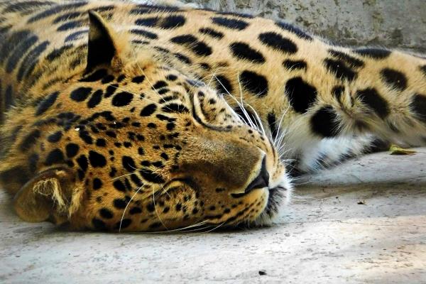 79年属羊的一生三大劫难 具体是哪三大