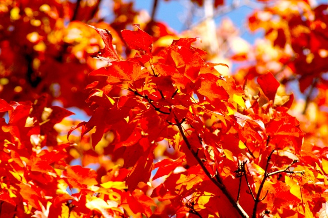 属虎的和属兔的相配婚姻怎么样 应对婚姻问题的方法有哪些