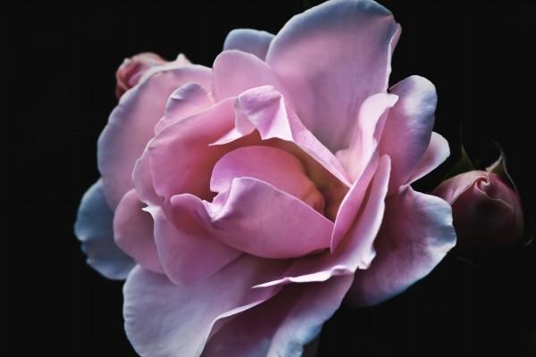 狗和兔在一起合适吗，有哪些好处