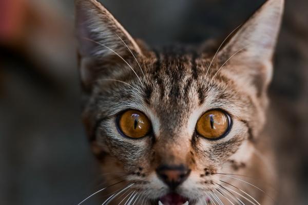 2024年必有添丁之喜的生肖 属相分析