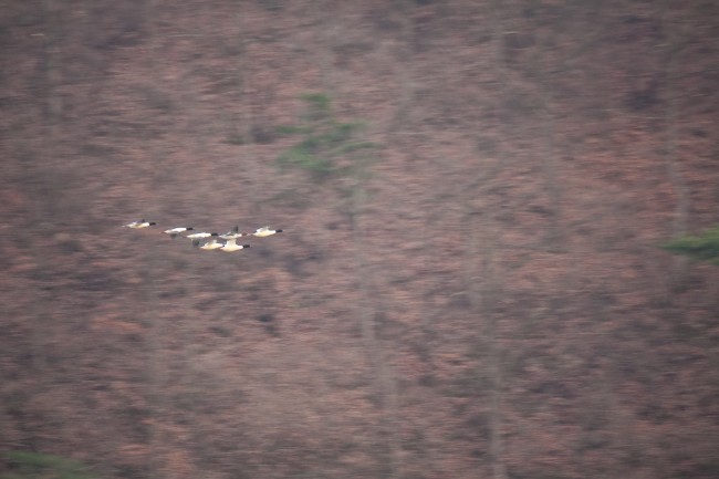 2024年龙年几月出生最好农历 注定一生好运势