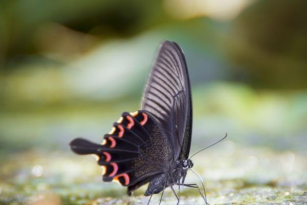 下半年2023年能结婚的生肖女 必定结婚的生肖属相