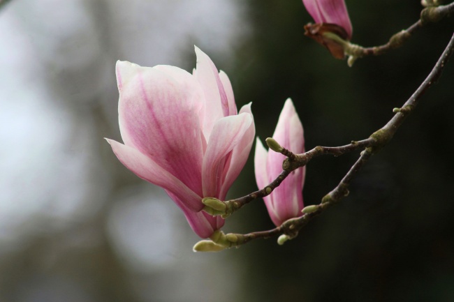 牛遇上蛇为什么说有德 牛和蛇在一起怎么样