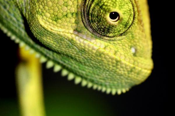 2023属兔取名宜用字大全 起名宜用哪些字