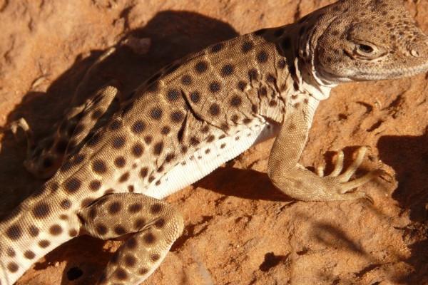 2023年本命年多少岁 应该注意些什么