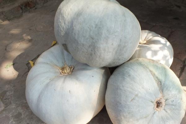 2023属蛇今年离婚好不好，属蛇的今年如何化解婚姻危机