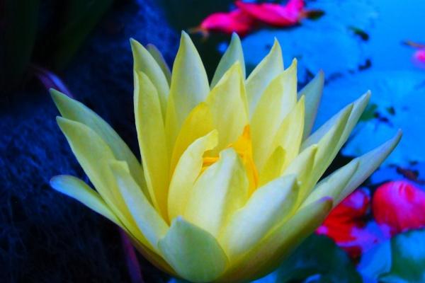 2023年本命年的人是哪年出生的 本命年的大忌