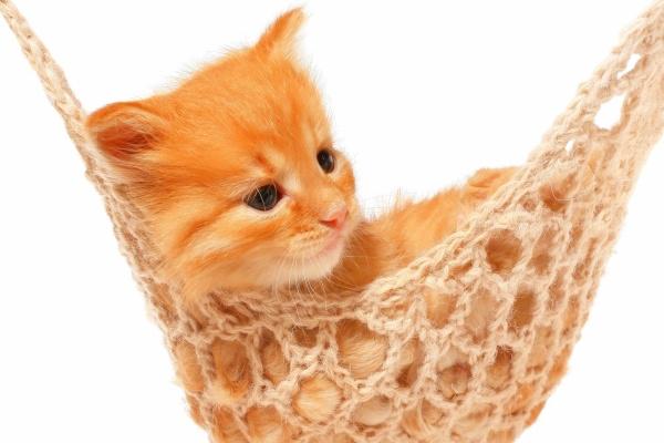 属龙与属马婚配好不好 婚配的进阶解读