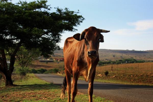 属兔起名宜用字和不宜用字 属兔人取名禁忌