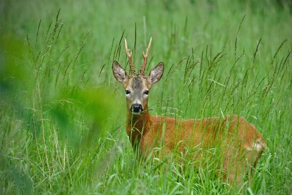 2001年属蛇男和2000属龙女相配 龙女配蛇男好吗