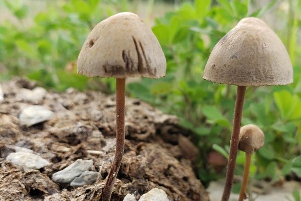 1988年龙女大运年在哪年  88年属龙女什么时候行大运