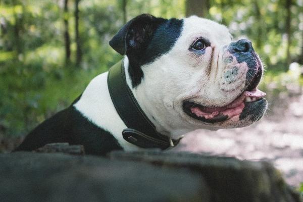 属鼠的人和属猪的人能在一起吗 属相合不合
