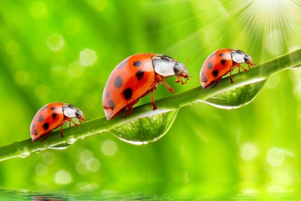 00龙和97牛配婚姻好不好 牛和龙需注意的问题