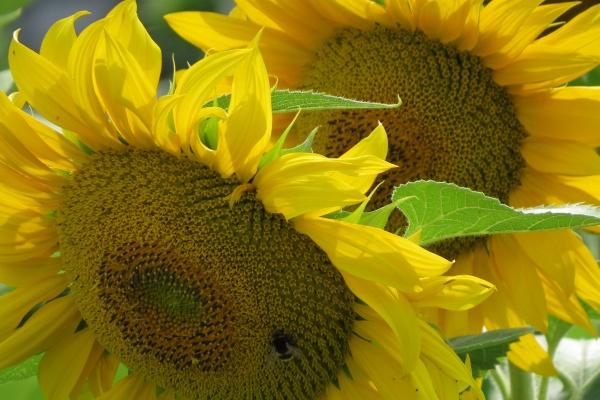 2000年属龙男孩的婚姻 属龙男人一生婚姻