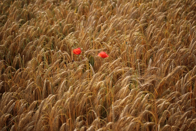 2024年有血光之灾的属相 需要注意什么问题