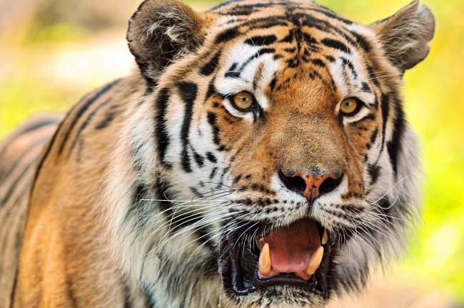 86年属虎开什么车牌号最旺 属虎人宜选择号码