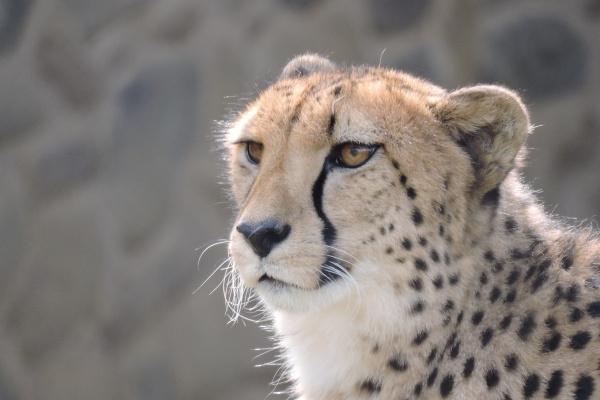 2000年属龙和2003年属羊的相配吗 是最佳组合吗